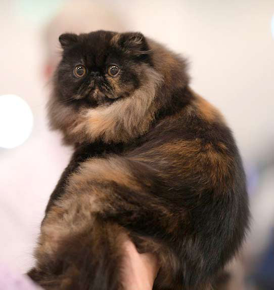 Kot Perski szylkretowy