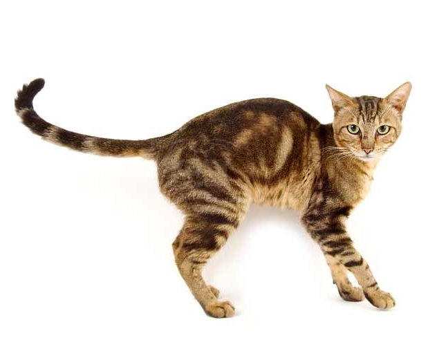 Kot Sokoke, postawa, wygląd zewnętrzny