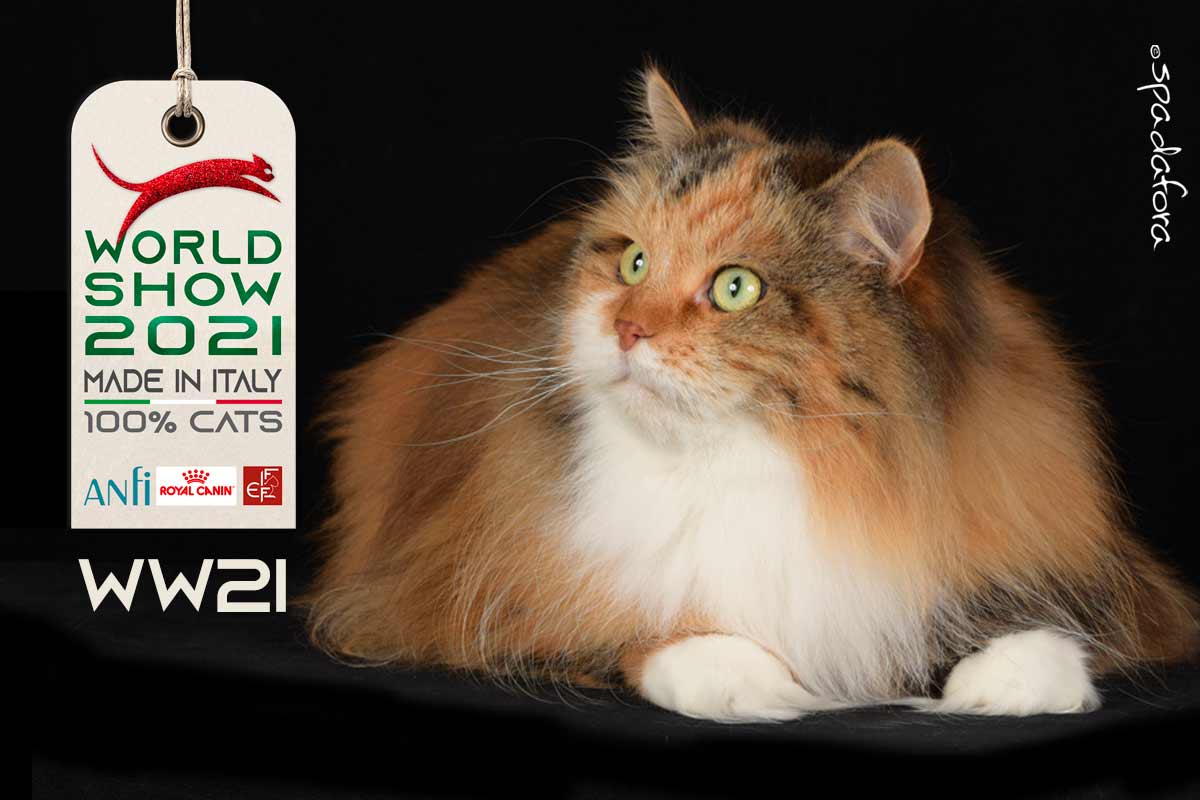Kot Syberyjski - Zwycięzca Światowej Wystawy we Włoszech w 2021 r.