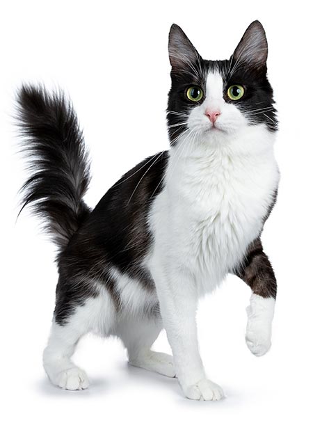 Kot Turecka Angora - maść czarno-biała