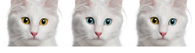 Kot Turecka Angora - kolory oczu
