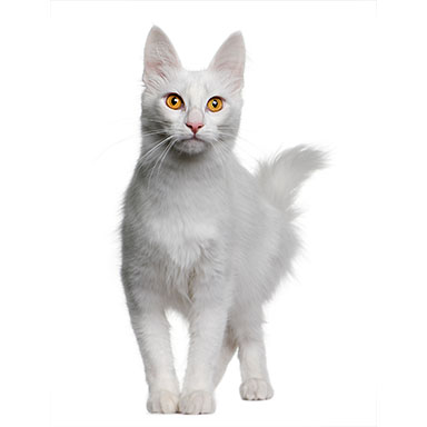 kot angora turecka - biały
