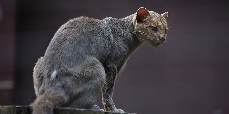 Jaguarudi (Puma yagouaroundi), maÅ‚y kot dziki