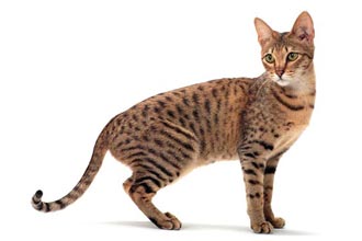 Kot Savannah