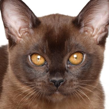 kolor futra kota  - czekoladowy tonkijski