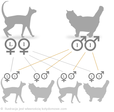 Krzyżówki kotów - genetyka
