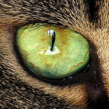 oko kota, kolor - zielony jasny