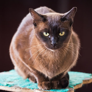 Rodzaj deseniu futra kota - typ punktowy burmski.