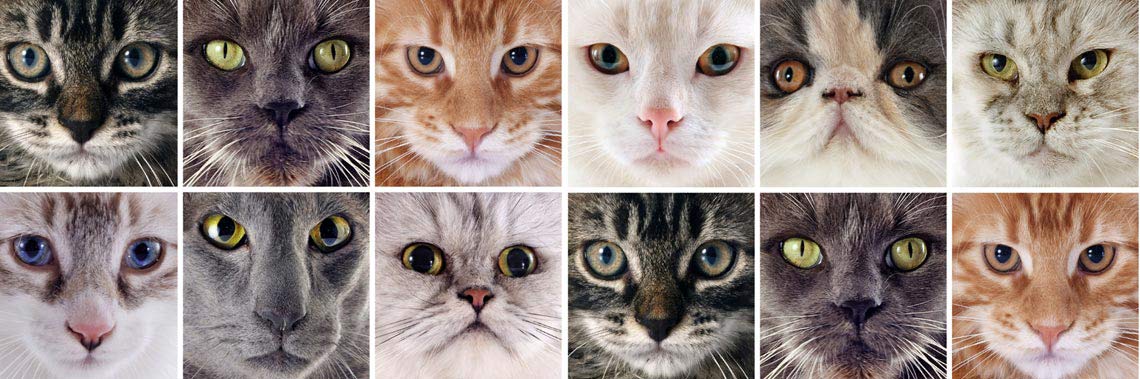 artykuł - typy głowy, ksztaty oczu kota - cechy zewnętrzne, zdjęcie główne