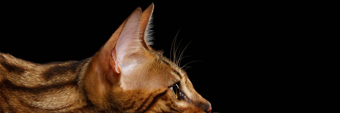 artykuł - słuch kota - budowa ucha, zdjęcie główne