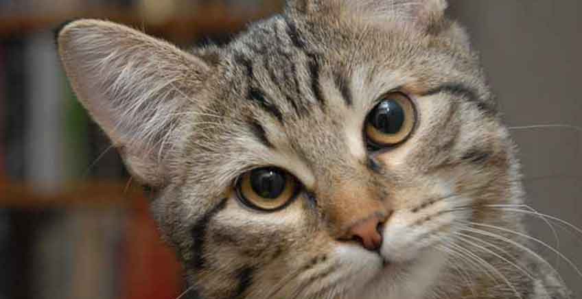 Inteligencja kota i szkolenie kota - artykuł