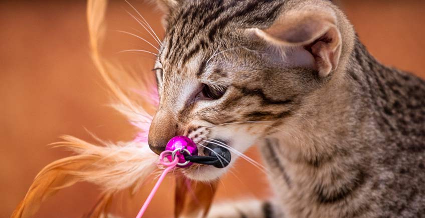 Zabawy węchowe kotów - artykuł