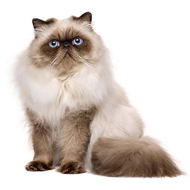 kot perski kolorpoint tabby - krępa budowa, płaska okrągła twarz, długowłosy