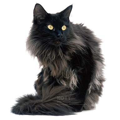 kot domowy długowłosy