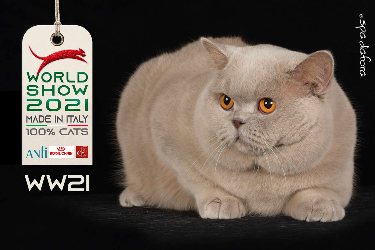 Kot Brytyjski - Zwycięzca Światowej Wystawy we Włoszech w 2021 r.