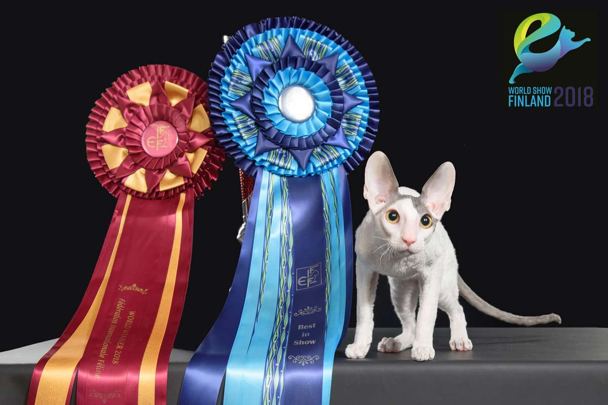 Kot Cornish Rex - Zwycięzca Światowej Wystawy we Włoszech w 2018 r.