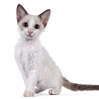 Kot LaPerm Krótkowłosy