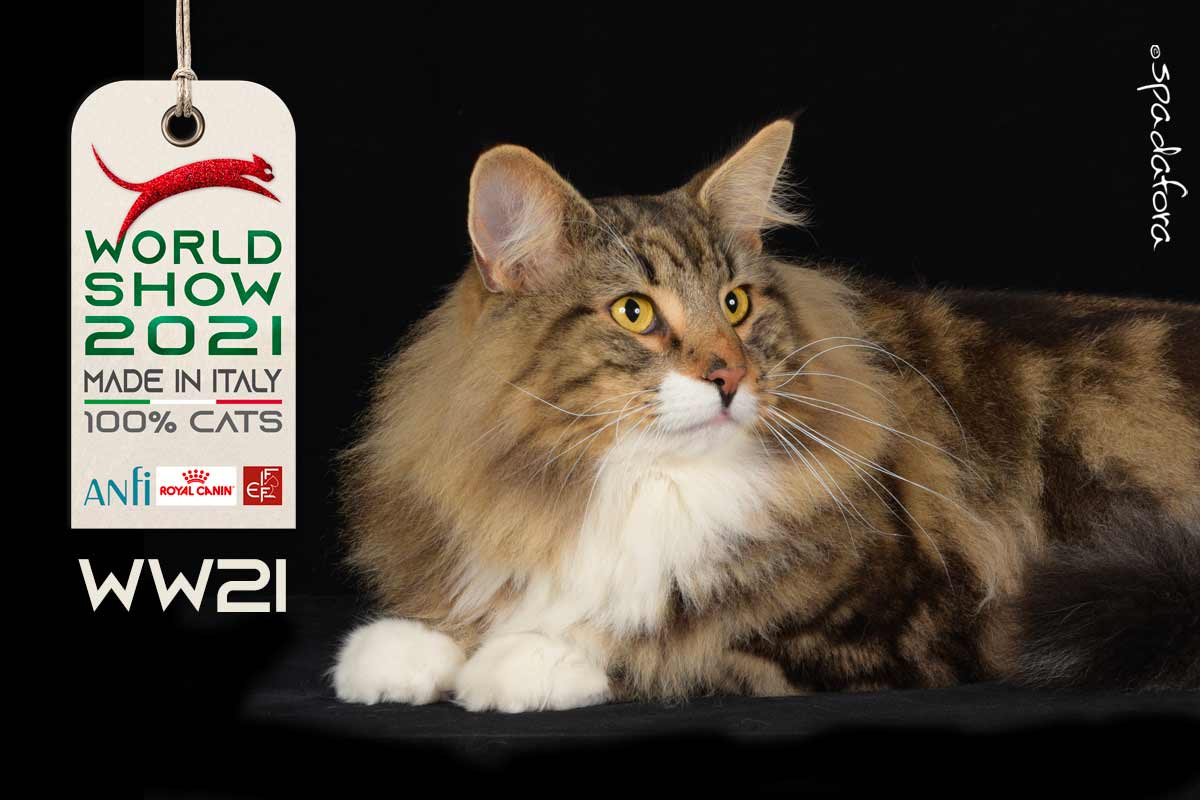 Kot Maine Coon - Zwycięzca Światowej Wystawy we Włoszech w 2021 r.