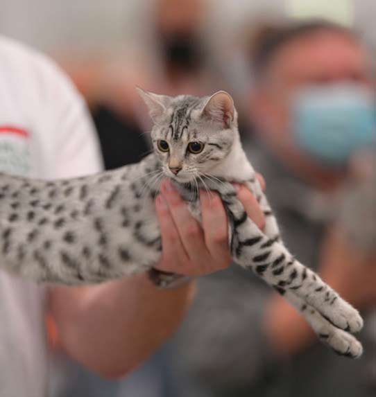 Kot ocikat - wystawa FIFe World Show 2020