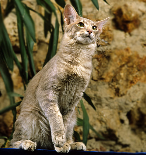 Kot Orientalny Długowłosy