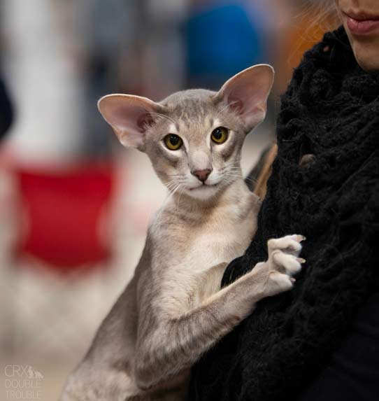 Kot Orientalny Krótkowłosy - światowa wystawa 2018