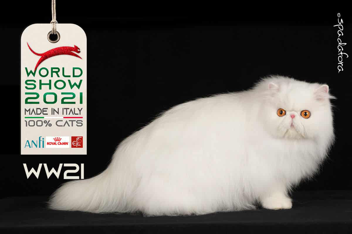 Kot Perski Biały - Zwycięzca Światowej Wystawy we Włoszech w 2021 r.