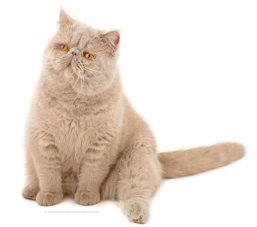 Kot Perski Kremowy
