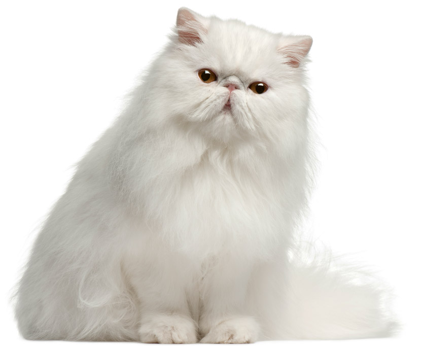 Kot Biały Perski i Egzotyczny