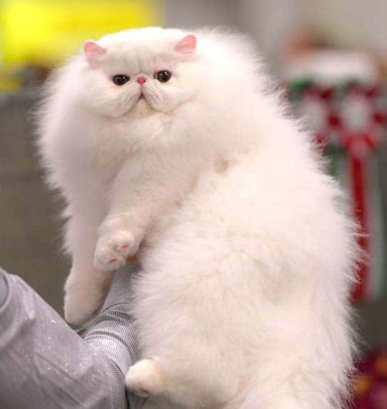 Kot perski biały
