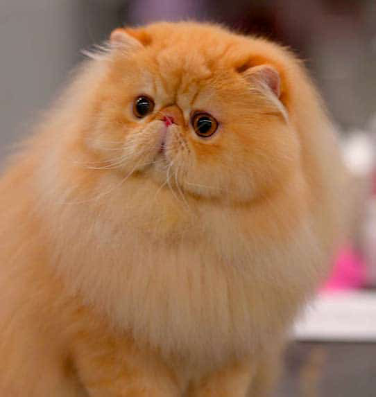 Kot perski czerwony - jednobarwny