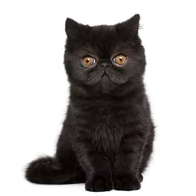 Kot perski czarny - jednobarwny