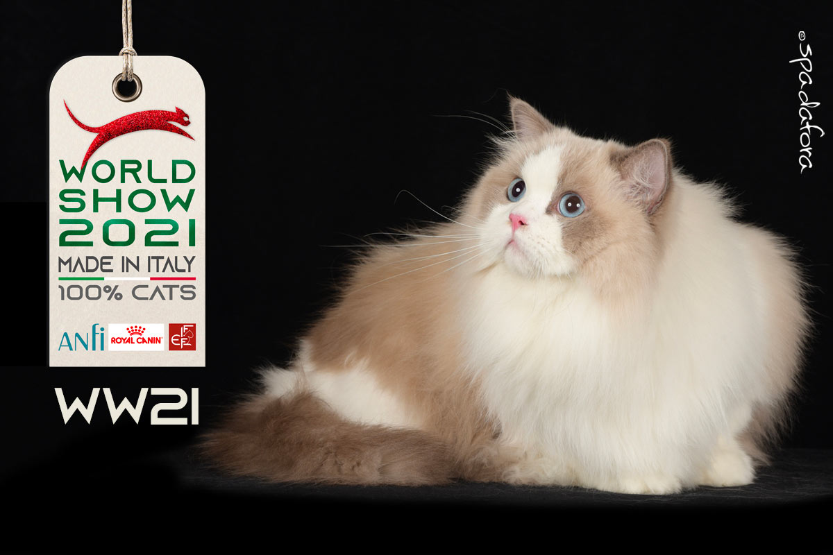 Kot Brytyjski Krótkowłosy - Zwycięzca Światowej Wystawy we Włoszech w 2021 r.