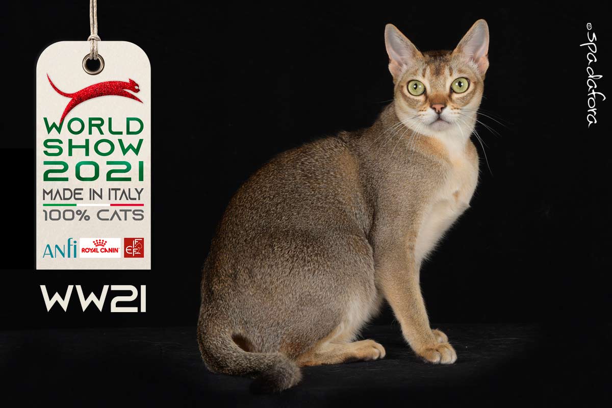 Kot singapurski - Zwycięzca Światowej Wystawy we Włoszech w 2021 r.